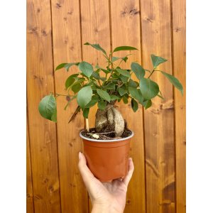 Fikus ženšenový (Ficus microcarpa) ‘GINSENG RETUSA’ - výška 15-20 cm, Ø 20-30 cm, kont. C1L